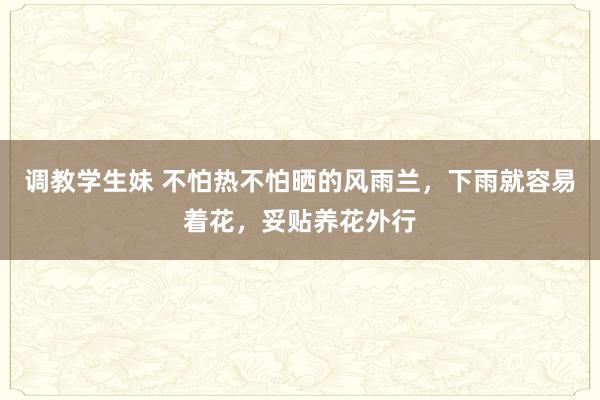 调教学生妹 不怕热不怕晒的风雨兰，下雨就容易着花，妥贴养花外行